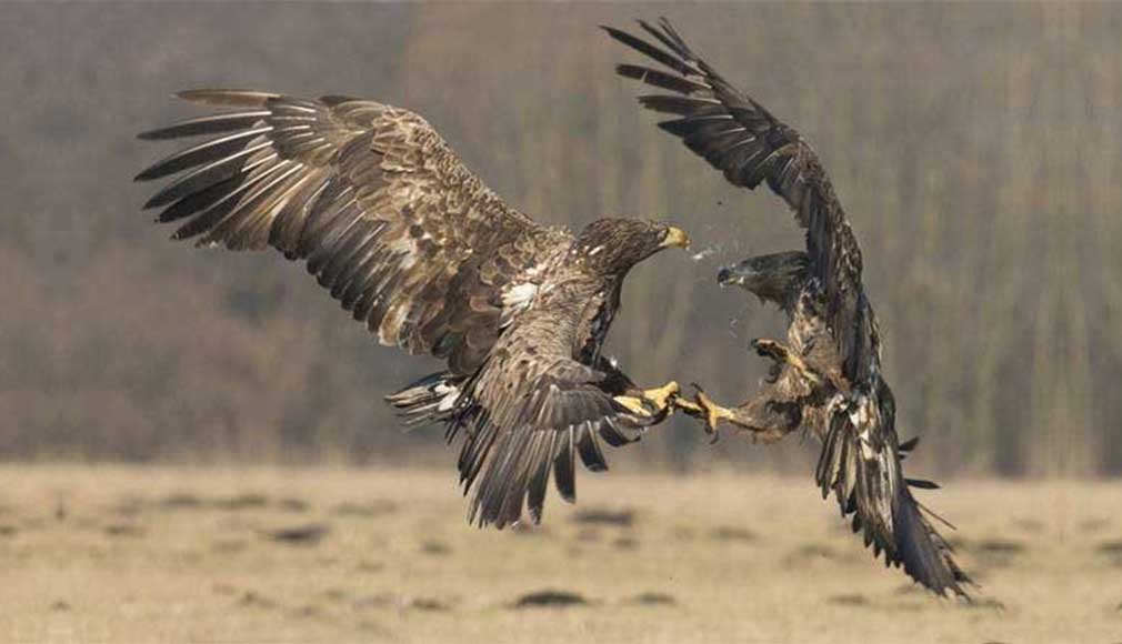 መብለጥህን ደብቅ