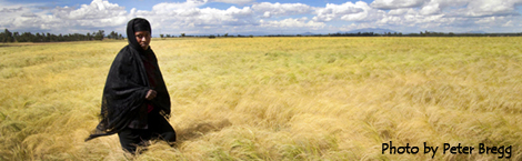 ጤፍ Teff. Photo by Peter Bregg