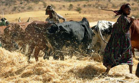 Teff, Photo by Radu Sigheti/Reuters