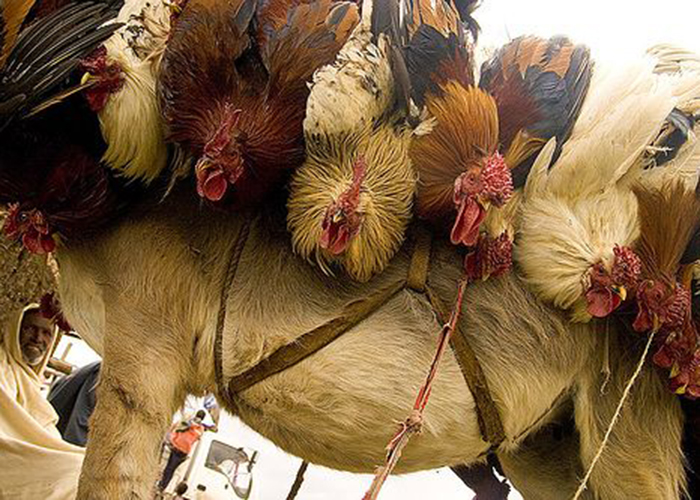 Doro. የአንድ ዶሮ ዋጋ የዐርባ አምስት በሬ ዋጋ ሆነ