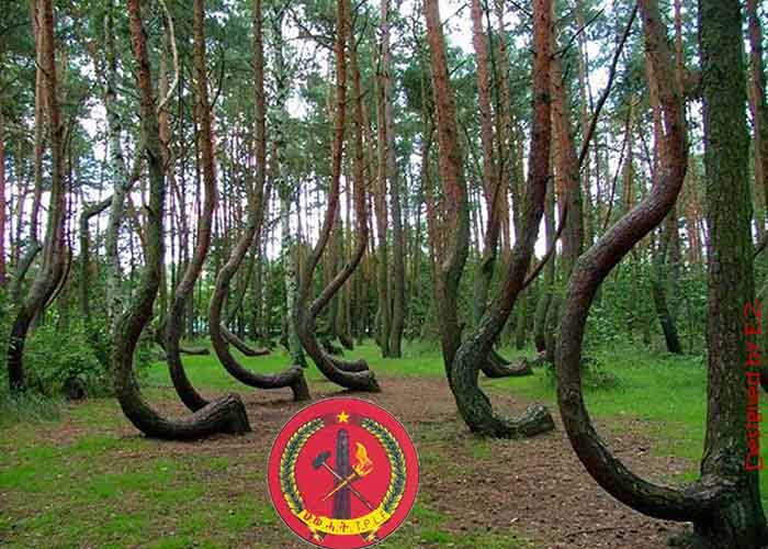 Crooked forest and TPLF. 
