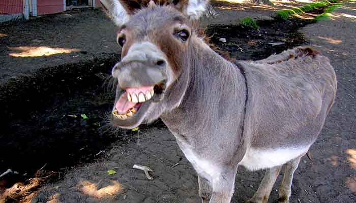 donkey