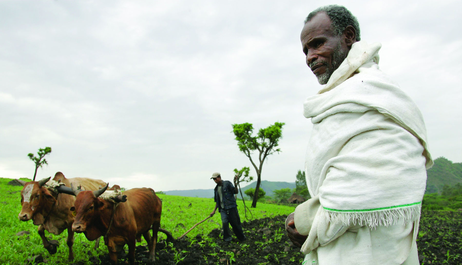 Ploughing with cattle in southwestern Ethiopia.