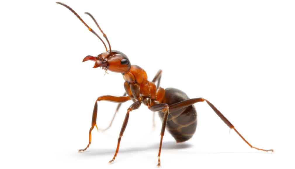 Ant