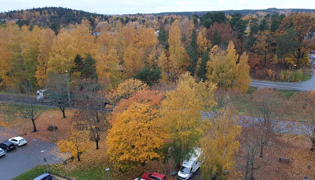 ከወየበው ቅጠል