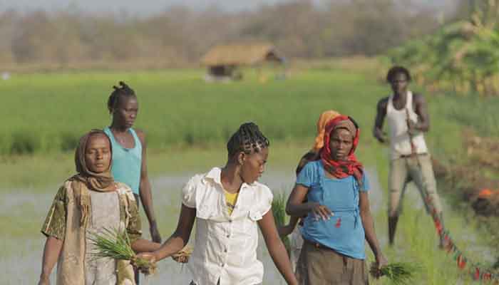Rice farm in Ethiopia.