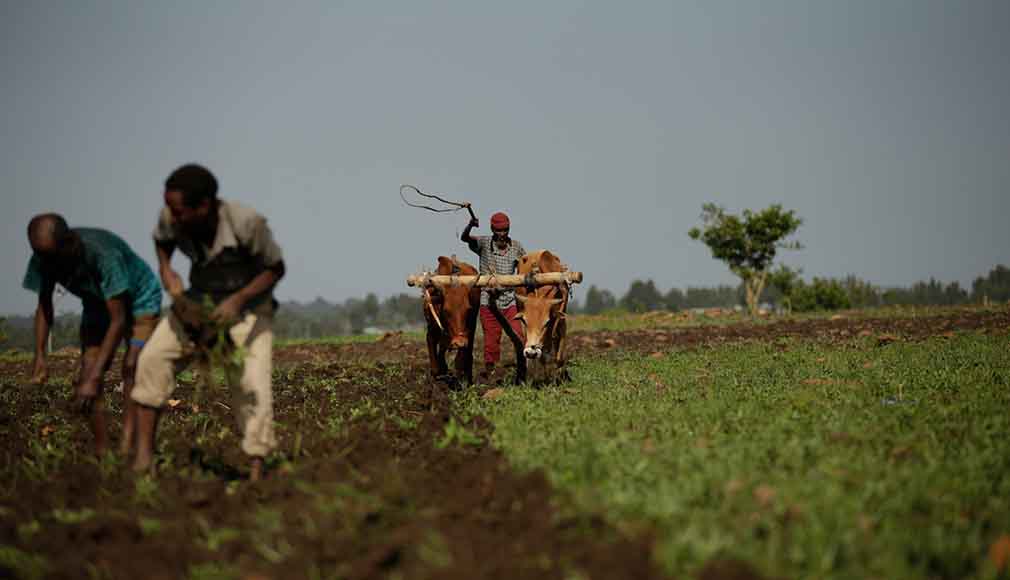 Farmers working in a sorghum field in Fendika.